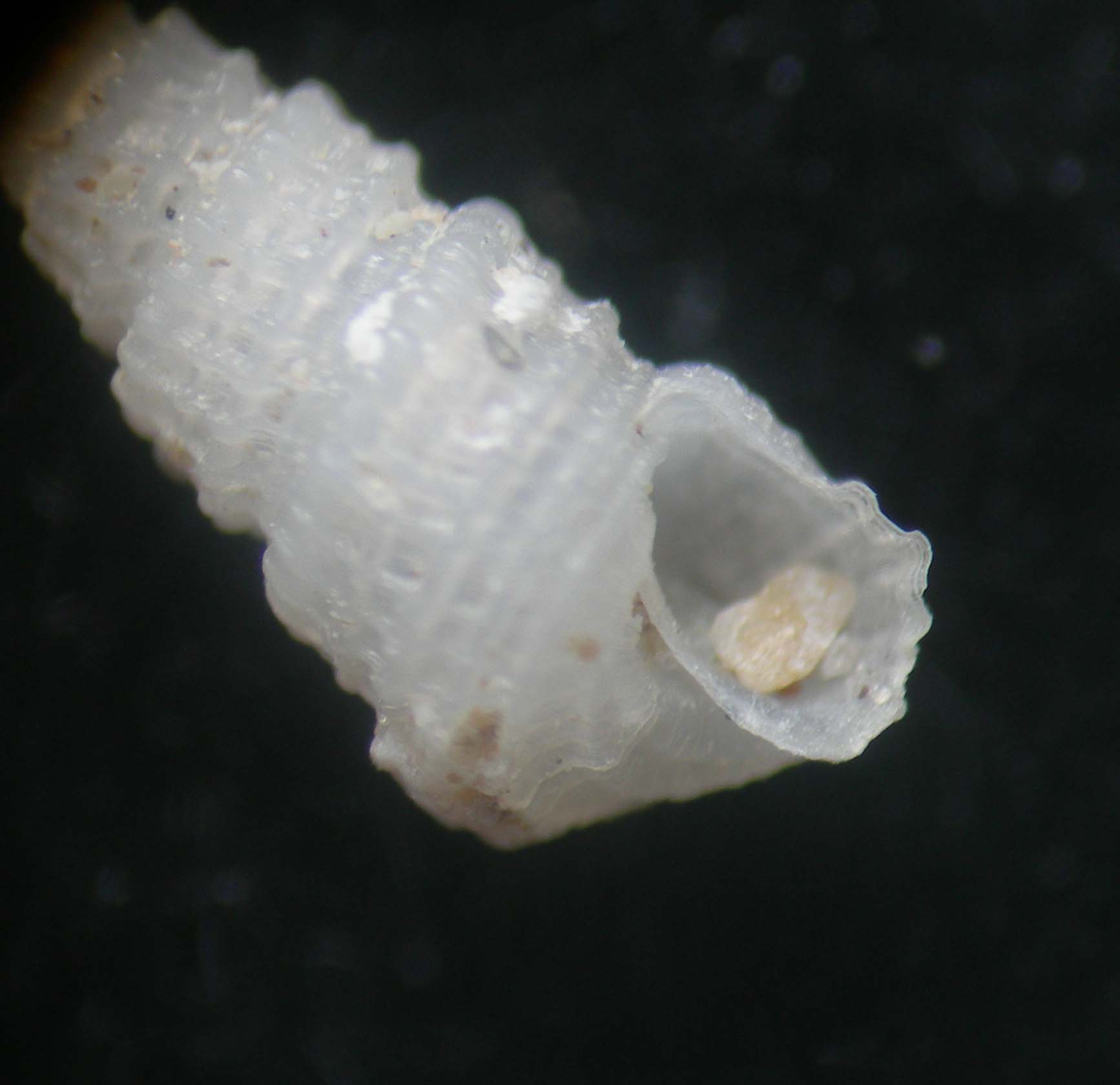 Folinella excavata